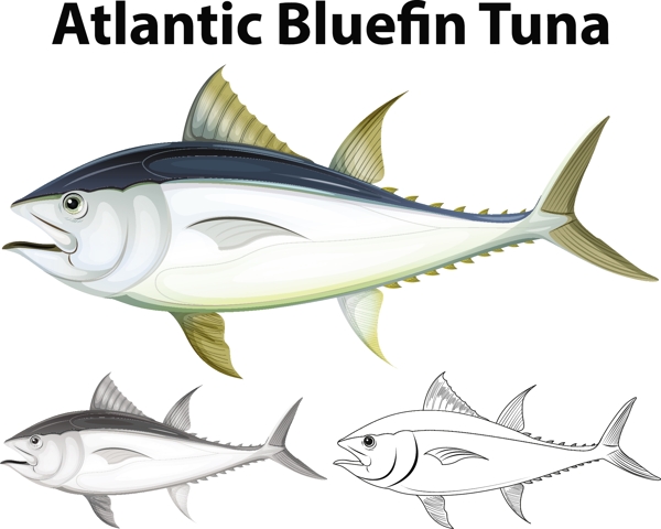 大西洋蓝鳍金枪鱼插图矢量素材