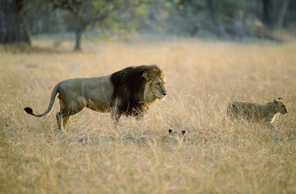 非洲野生动物狮子图片图片