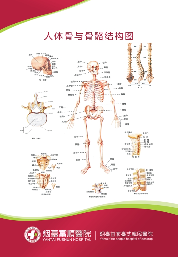 医疗骨骼结构图图片