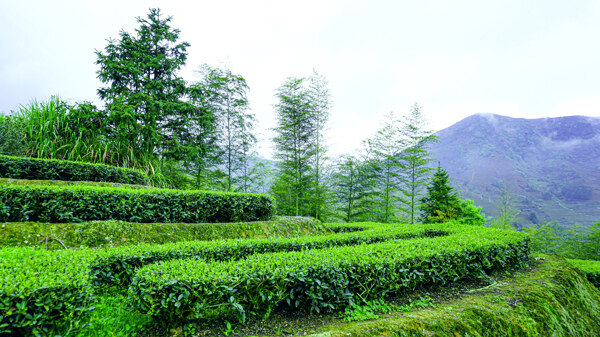 高山下的绿色茶园图高清摄影图片