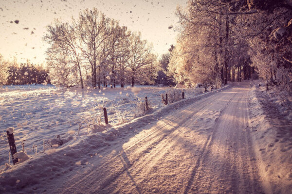 冬天雪性质道路树木