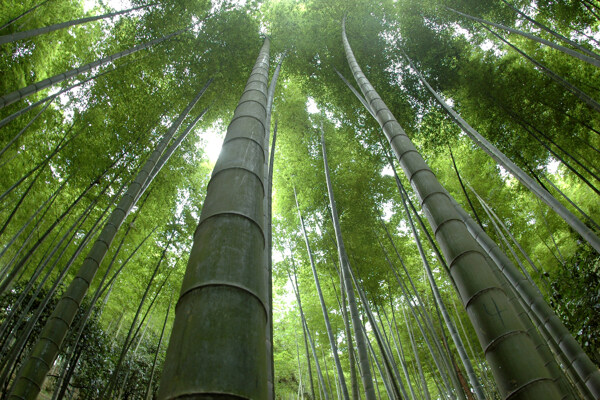 竹林竹子图片