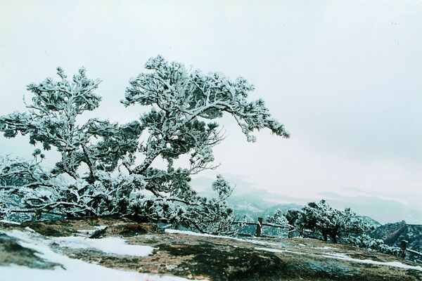 雪景雪地冰雪树木枯树冰河房子风景寒冷冬天圣诞节自然景观自然风景摄影图库