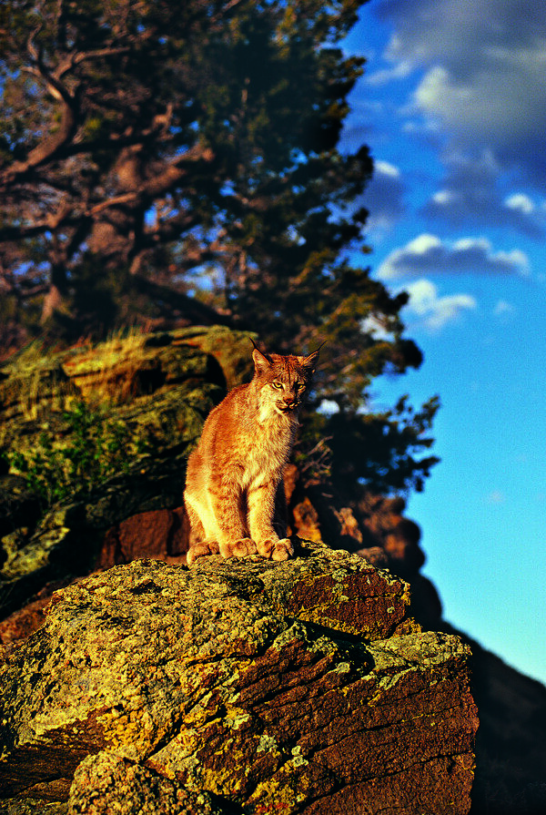 悬崖边的野猫图片