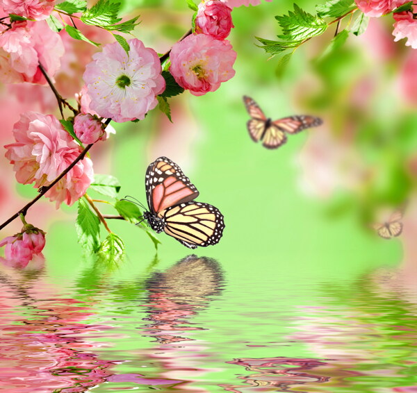 飞舞的蝴蝶与樱花