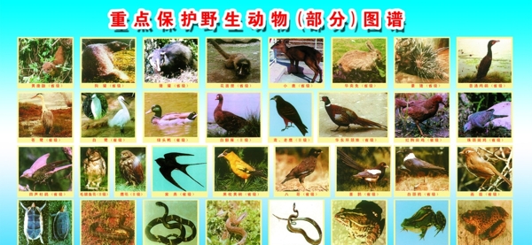 重点保护野生动物部分图谱