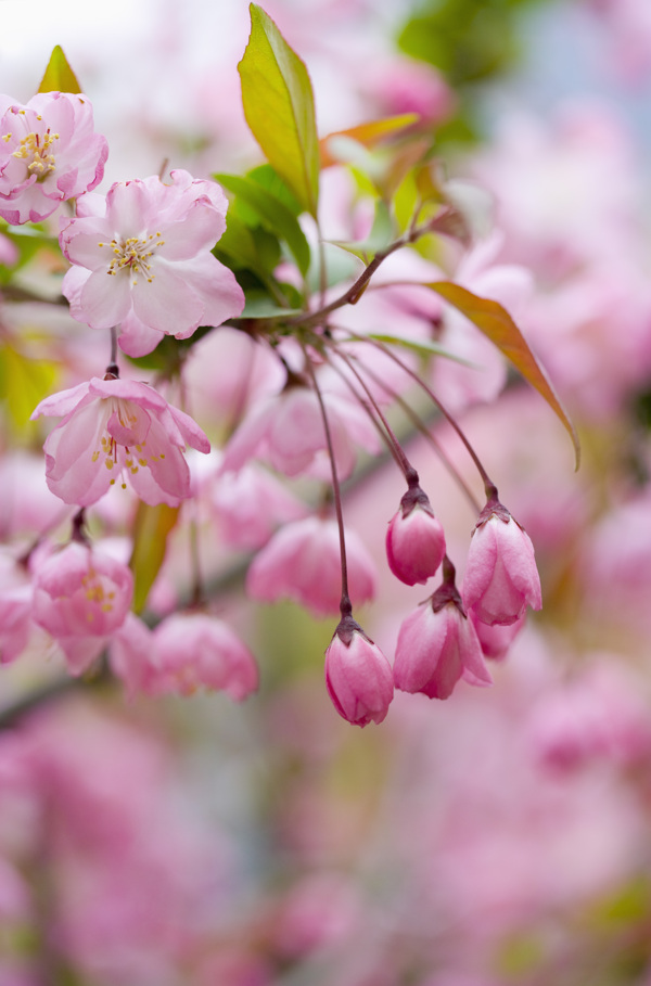粉色樱花花苞特写图片图片