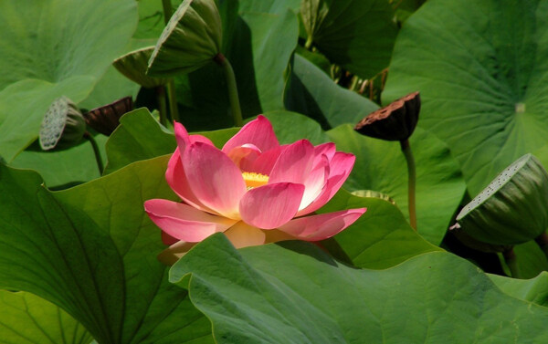 位图植物花朵写实花卉超高清免费素材