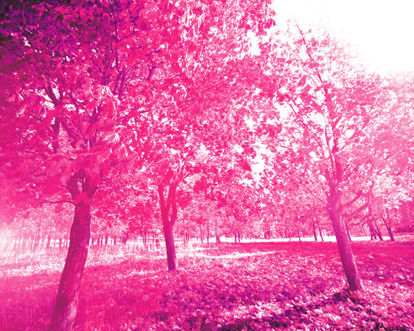 3D高清树林粉红色回忆背景墙