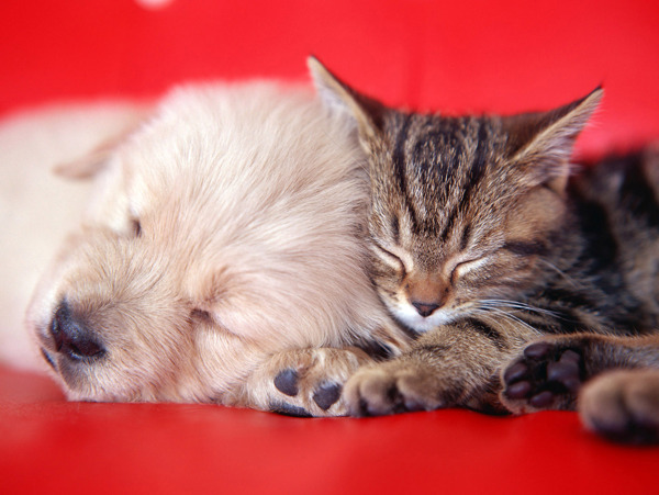 猫猫和狗狗睡一起高清图片