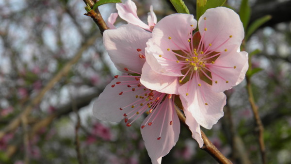 春天桃花花朵高清