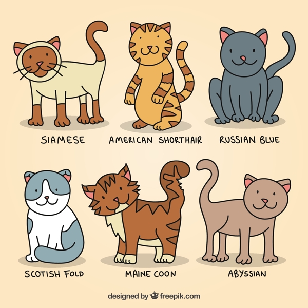 手拉可爱的猫品种