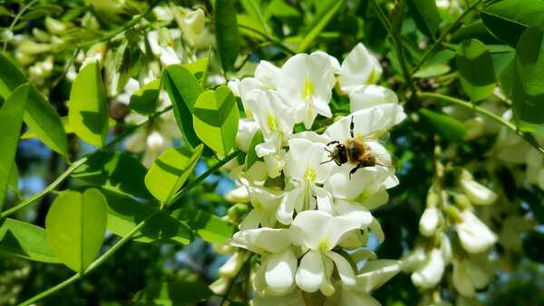 槐花蜜蜂