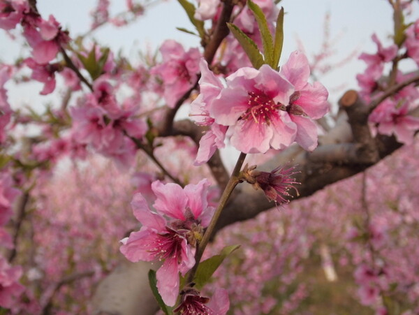 桃花图片