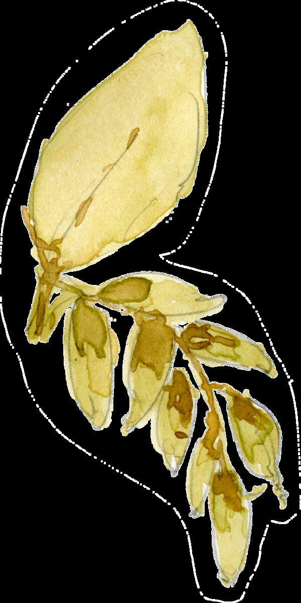 水黄枝叶透明装饰素材
