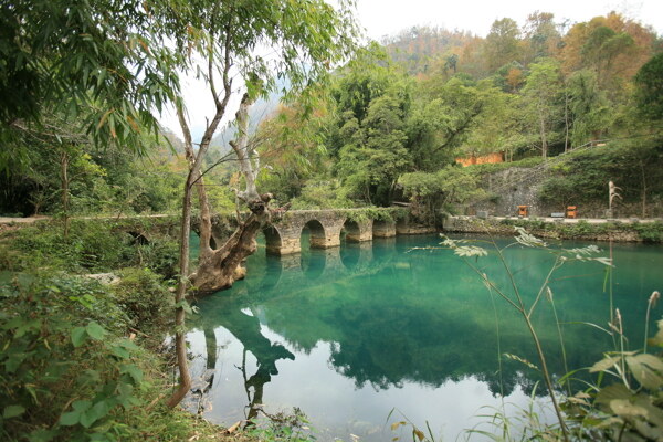 树植物水风景山