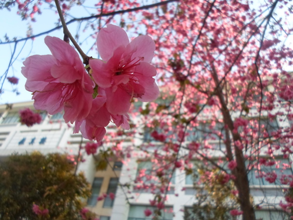 樱花图片