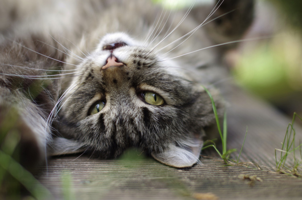 仰着的可爱小猫