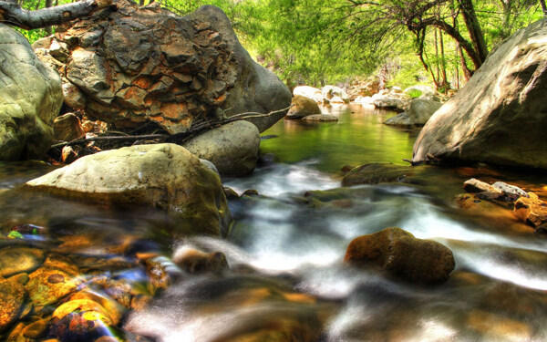 树植物水风景