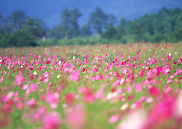 漂亮的花海