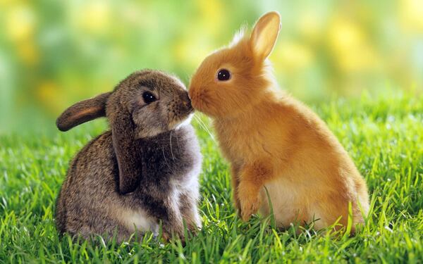 kiss兔图片