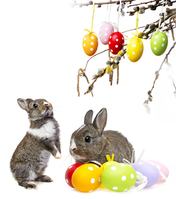 可爱兔子与复活节彩蛋
