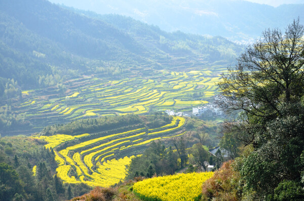 婺源乡村图片