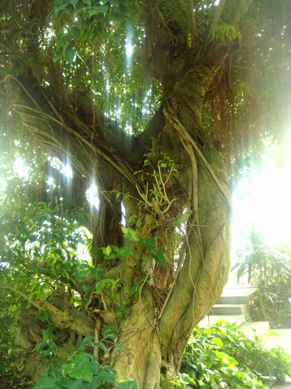 热带植物垂叶榕图片