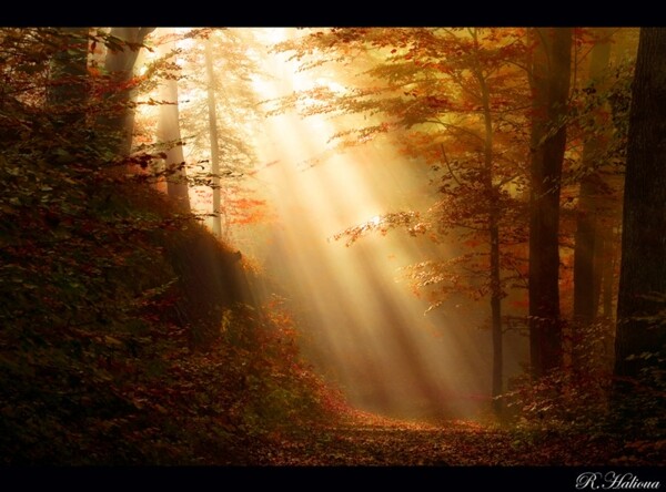 瑞士风景阳光洒在森林