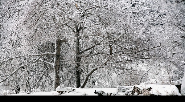 白雪皑皑图片