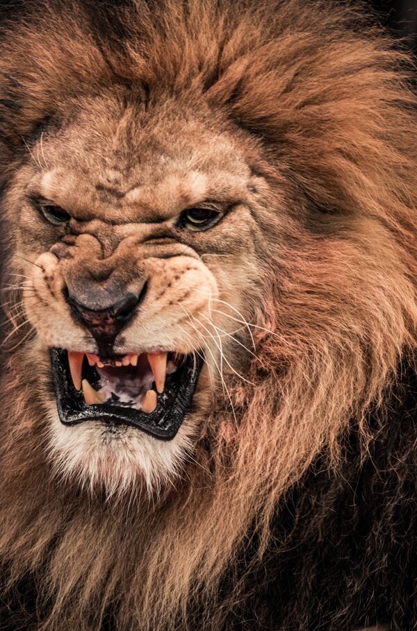 威武的狮子图片