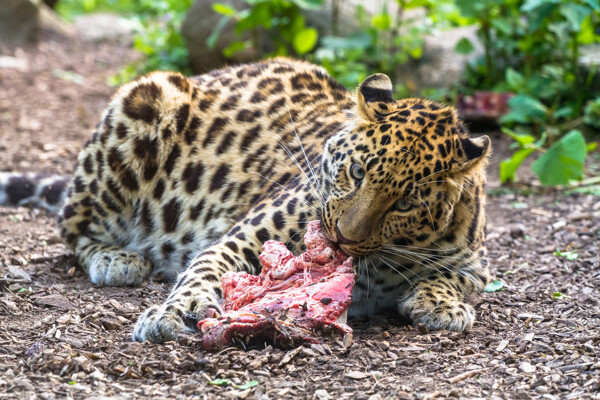 捕食吃肉的豹子