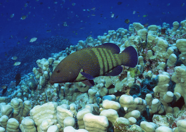 海洋生物