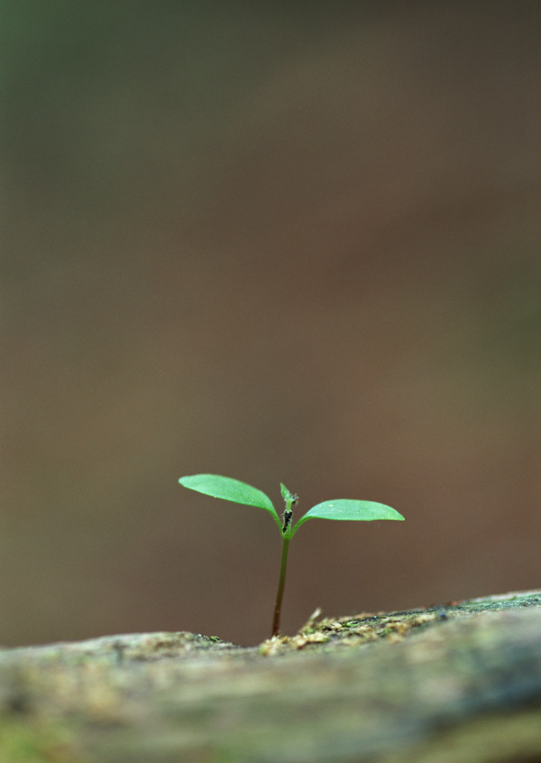 唯苗植物图片