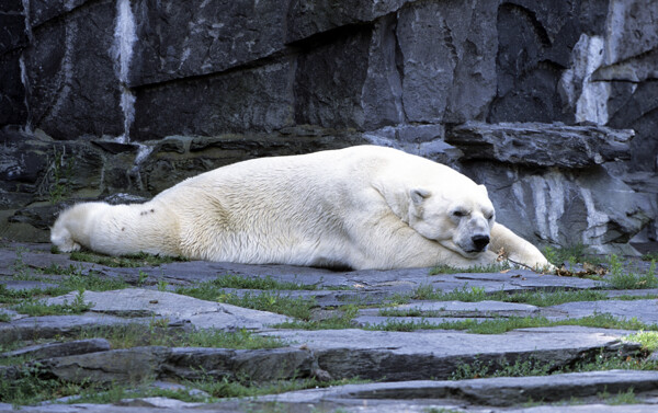 趴着的北极熊图片