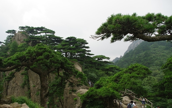 黄山松图片