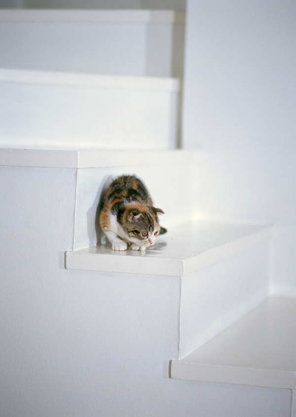 躲在楼梯上的可爱猫猫图片