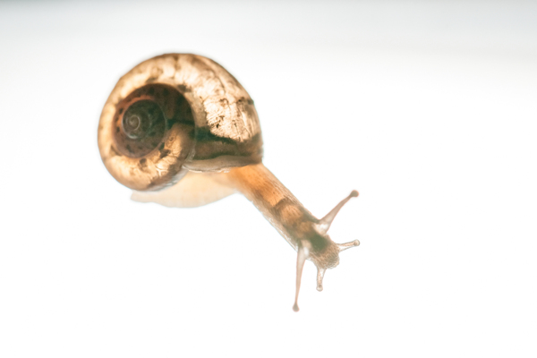 琥珀般的蜗牛图片