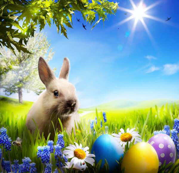 草地中的彩蛋与兔子图片