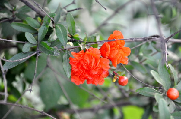 石榴花图片