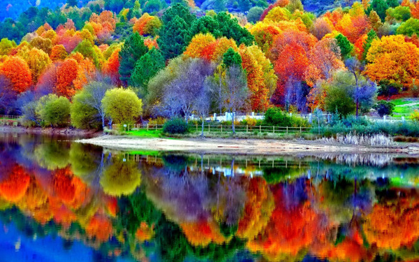 高清彩色树林风景图片