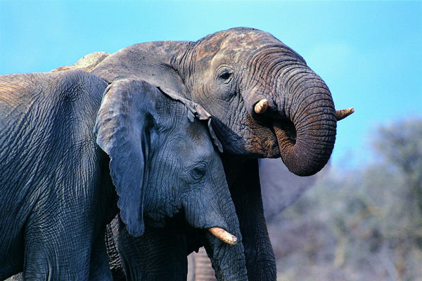 两只大象图片