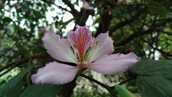 三月校园紫荆花开