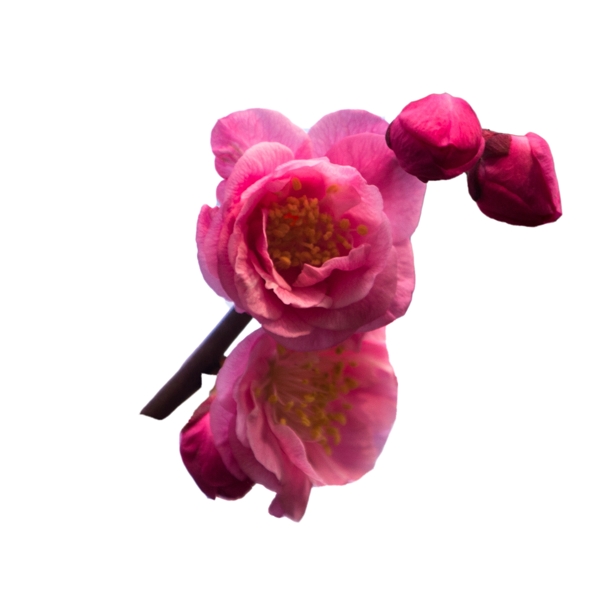 盛开的粉色花朵下载