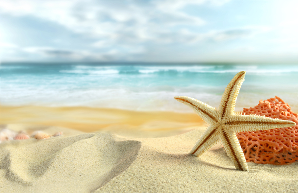 沙子海星大海图片