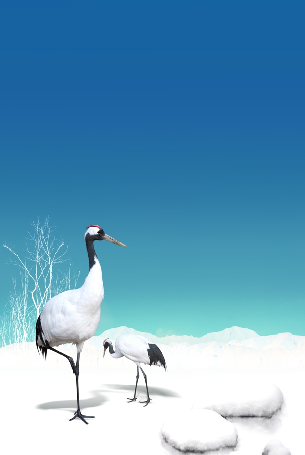 冬天雪地里的丹顶鹤图片
