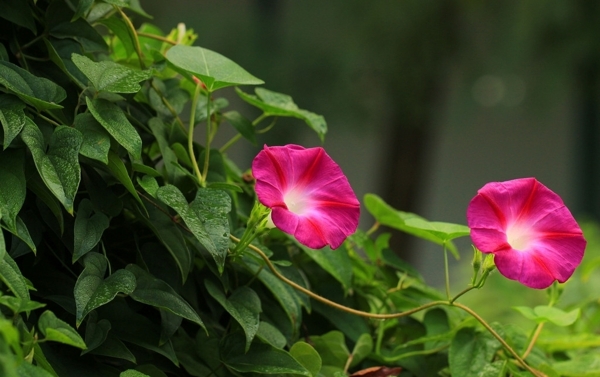 牵牛花