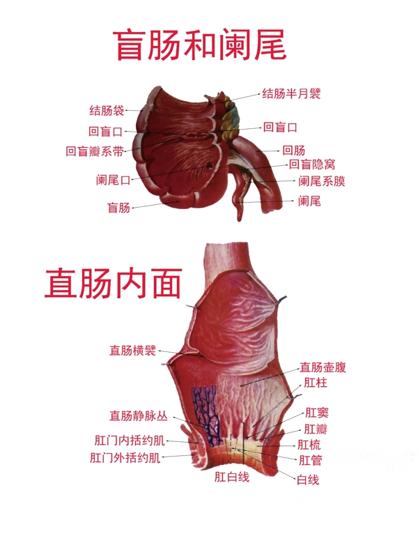 盲肠阑尾直肠解剖图