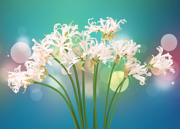 白色花卉背景素材
