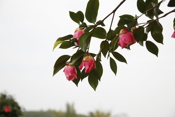 山茶花图片